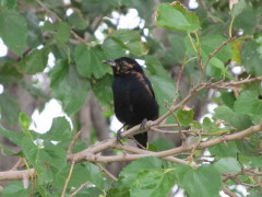 Frutero negro/White-lined Tanager