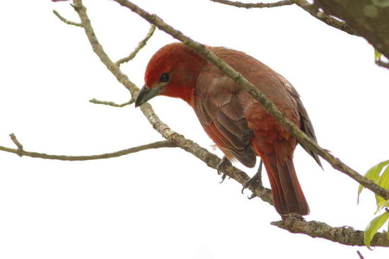 Fueguero común/Hepatic Tanager