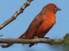 Fueguero común/Hepatic Tanager