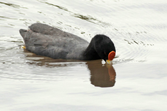 Gallareta chica/White-winged coot