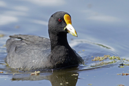 Gallareta chica/White-winged coot