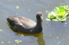 Gallareta chica/White-winged coot