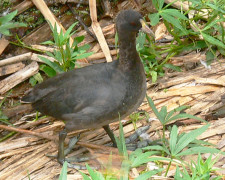 Gallareta chica/White-winged coot