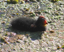 Gallareta escudete rojo/Red-fronted Coot