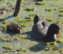 Gallareta escudete rojo/Red-fronted Coot