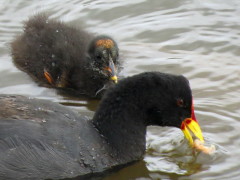 Gallareta escudete rojo/Red-fronted Coot