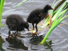 Gallareta escudete rojo/Red-fronted Coot