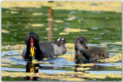 Gallareta escudete rojo/Red-fronted Coot