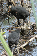 Gallareta escudete rojo/Red-fronted Coot