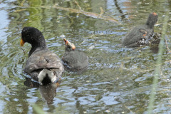 Gallareta escudete rojo/Red-fronted Coot