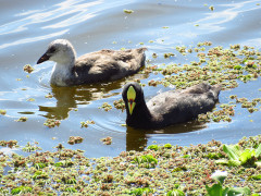 Gallareta ligas rojas/Red-gartered Coot