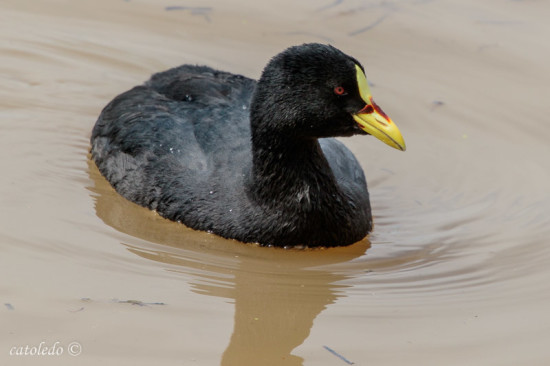 Gallareta ligas rojas/Red-gartered Coot