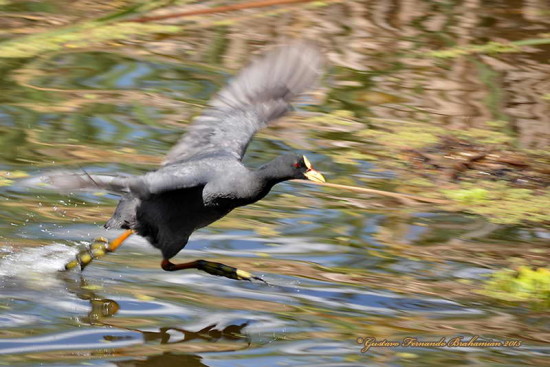 Gallareta ligas rojas/Red-gartered Coot