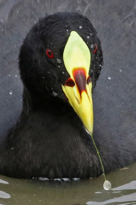 Gallareta ligas rojas/Red-gartered Coot