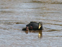 Gallareta ligas rojas/Red-gartered Coot