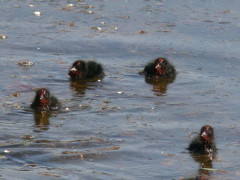 Gallareta ligas rojas/Red-gartered Coot