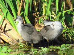 Gallareta ligas rojas/Red-gartered Coot