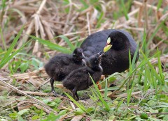 Gallareta ligas rojas/Red-gartered Coot