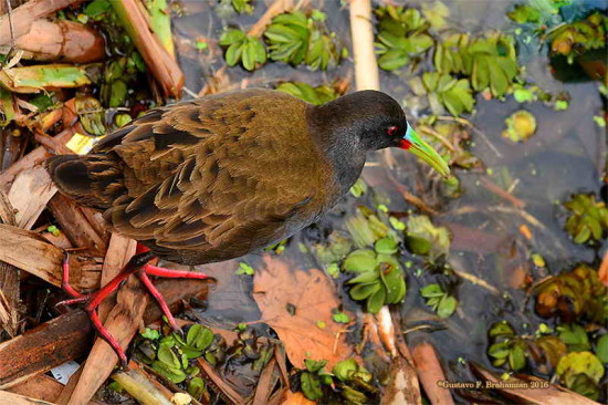 Gallineta común/Plumbeous Rail