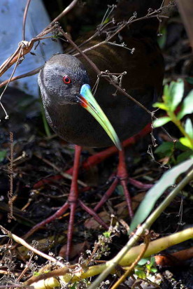 Gallineta común/Plumbeous Rail