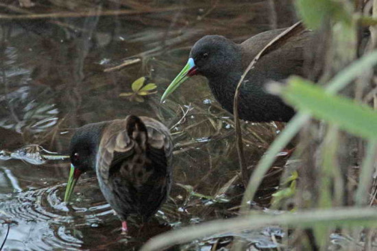 Gallineta común/Plumbeous Rail