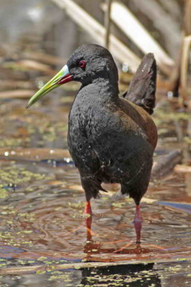 Gallineta común/Plumbeous Rail