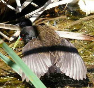 Gallineta común/Plumbeous Rail