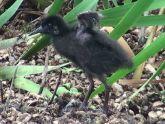 Gallineta común/Plumbeous Rail