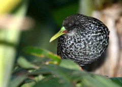 Gallineta overa/Spotted Rail