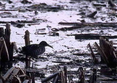 Gallineta overa/Spotted Rail