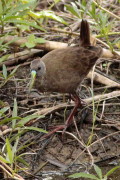 Gallineta común/Plumbeous Rail