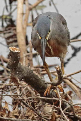 Garcita azulada/Striated Heron