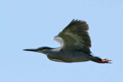 Garcita azulada/Striated Heron