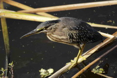 Garcita azulada/Striated Heron