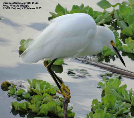 Garcita blanca/Snowy Egret