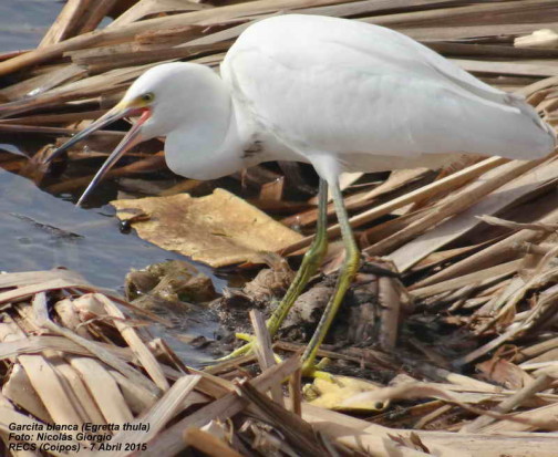 Garcita blanca/Snowy Egret