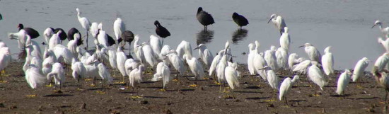Garcita blanca/Snowy Egret