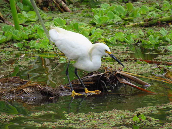 Garcita blanca/Snowy Egret