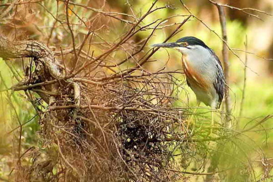 Garcita azulada/Striated Heron