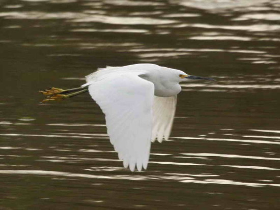 Garcita blanca/Snowy Egret