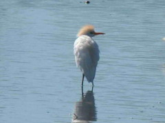 Garcita bueyera/Cattle Egret