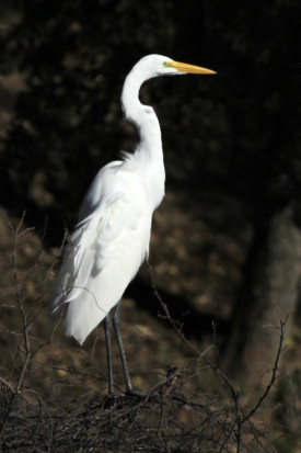 Garza blanca/Great Egret