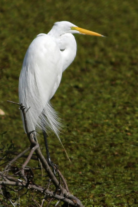 Garza blanca/Great Egret