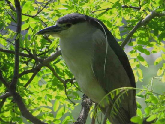 garza bruja AB 26 10 13