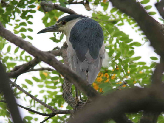 garza bruja RAA 30 11 05