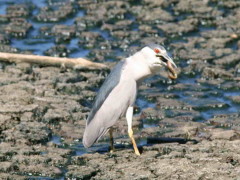 Garza bruja/Black-crowned Night-Heron