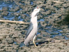 Garza bruja/Black-crowned Night-Heron