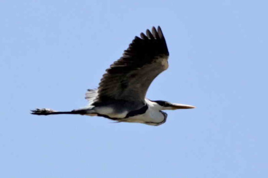 Garza mora/Cocoi Heron