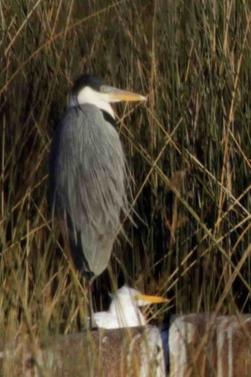 Garza mora/Cocoi Heron