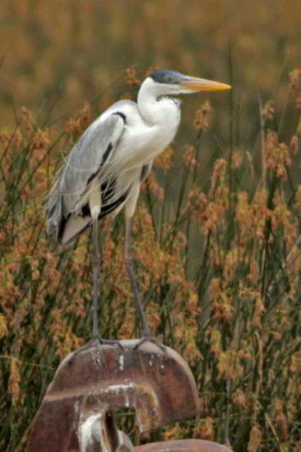 Garza mora/Cocoi Heron